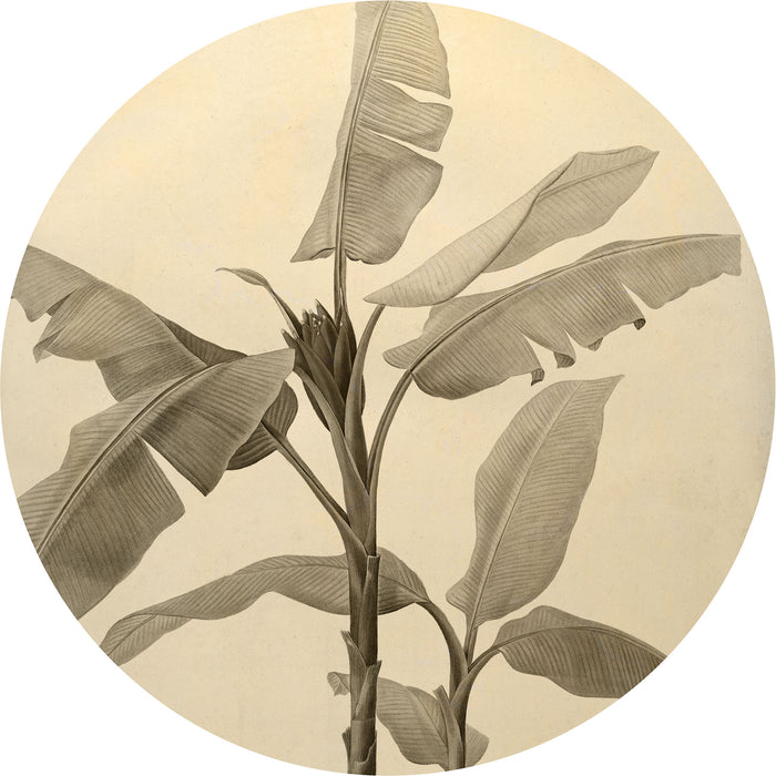 Banana Plant - Circular Mural - Self Adhesive