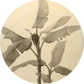 Banana Plant - Circular Mural - Self Adhesive