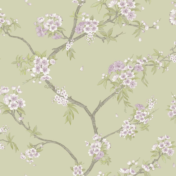 Cherry Blossom – Trailing Branches Wallpaper – Sage Heather