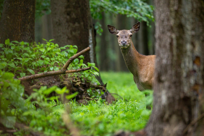 Deer Mural Wallpaper - HIND
