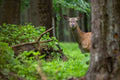 Deer Mural Wallpaper - HIND
