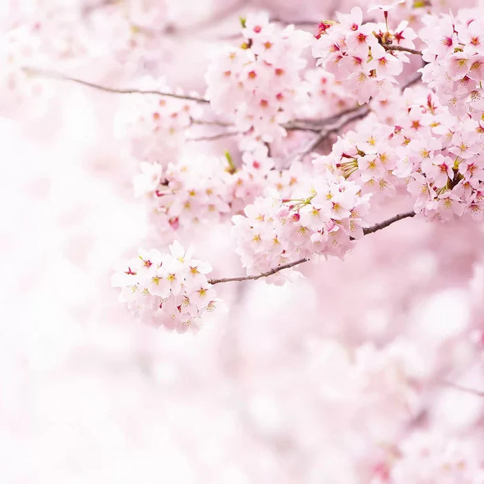 Delicate Flowers (Cherry Blossom) Wallpaper Mural