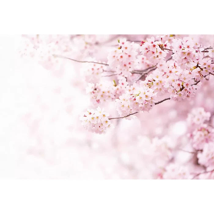 Delicate Flowers (Cherry Blossom) Wallpaper Mural