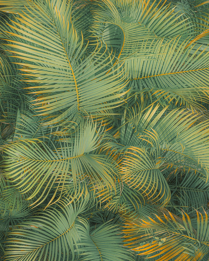 Neon Ferns - Custom Sized Wallpaper Mural (per m2)