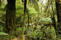 NZ Scenery - NZ Forest - Custom Sized Wallpaper Mural (per m2)
