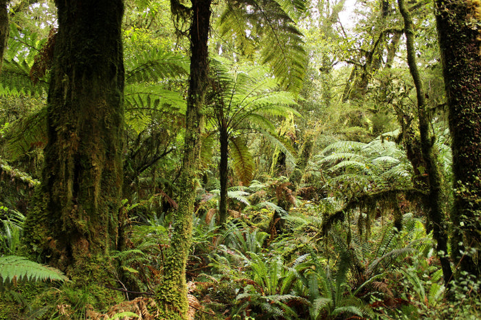 NZ Scenery - NZ Forest - Custom Sized Wallpaper Mural (per m2)