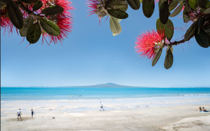 NZ Scenery - Pohutakawa - Custom Sized Wallpaper Mural (per m2)
