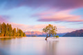 NZ Scenery - Wanaka Tree - Custom Sized Wallpaper Mural (per m2)