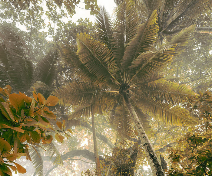 Palms Panorama - Custom Sized Wallpaper Mural (per m2)