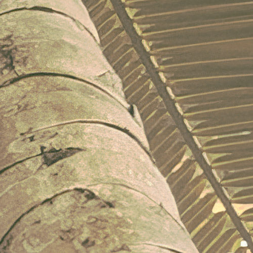 Palms Panorama - Custom Sized Wallpaper Mural (per m2)