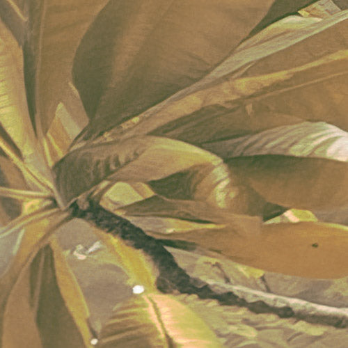 Palms Panorama - Custom Sized Wallpaper Mural (per m2)