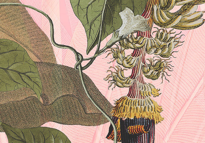 Plantation - Custom Sized Wallpaper Mural (per m2)