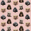 Sample - Poodle Parlour Wallpaper - Pink Paws